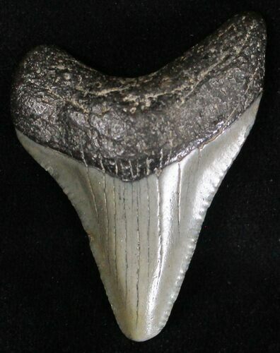 Juvenile Megalodon Tooth - South Carolina #18502